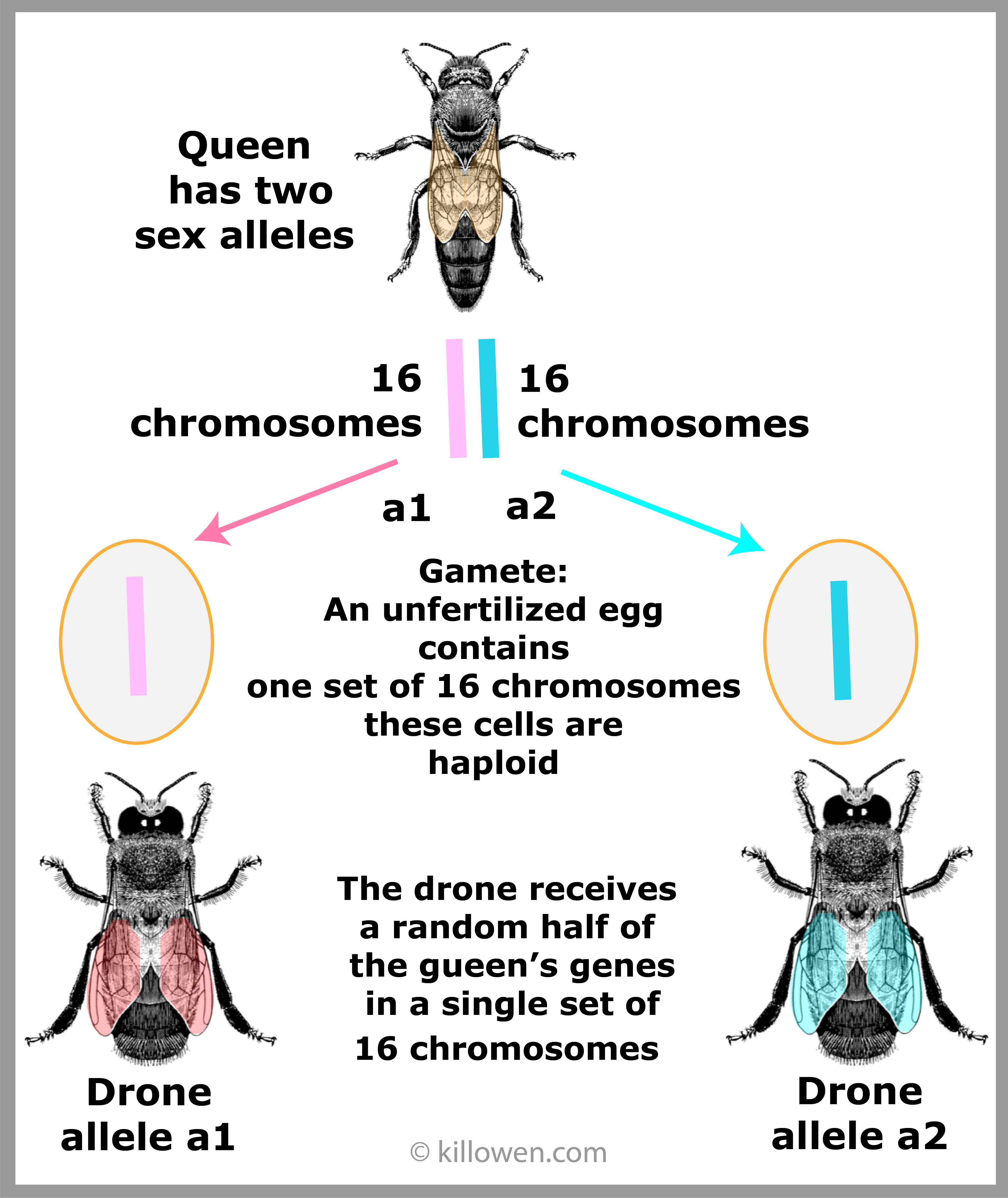 genetics of the drone